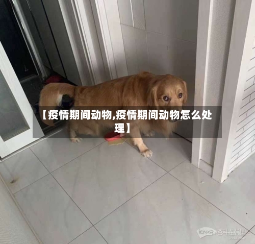 【疫情期间动物,疫情期间动物怎么处理】-第3张图片